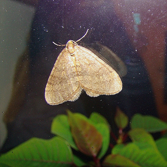 winter moth